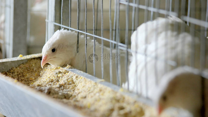 家禽农场笼子里的鹌鹑鹌鹑在鸡舍里吃食物家图片