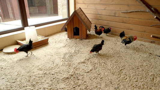家禽在鸡舍的沙子上行走图片
