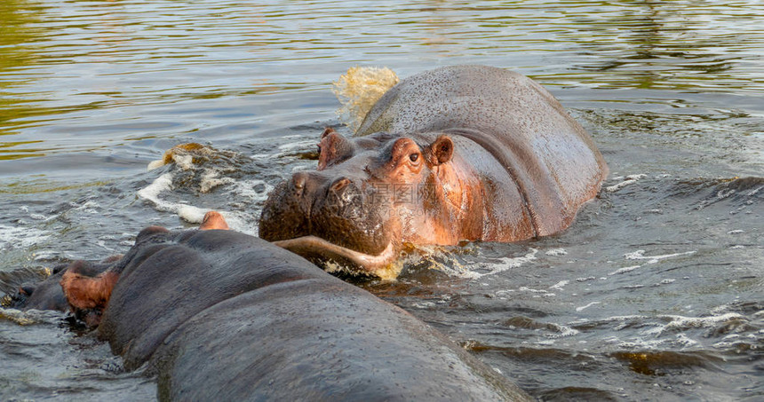 在南Luangwa河南Luangwa赞比亚非洲南Luangwa的一组常见河马Hippopopotomatusamphibisi图片