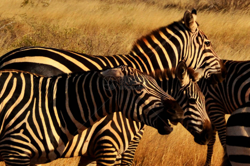 肯尼亚非洲草原斑图片