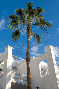 节假日度假胜地白建筑的椰图片