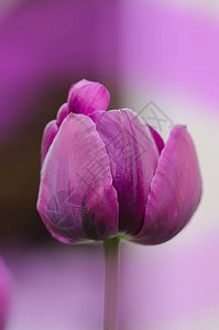 紫色郁金香花有紫色郁金香的字段丁香郁金香关闭紫图片
