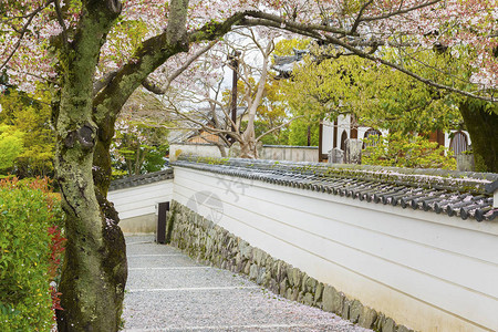 日本京都樱花路图片