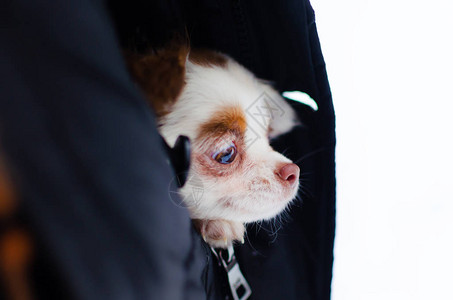 狗在公园的冬天散步如何保护你的宠物图片