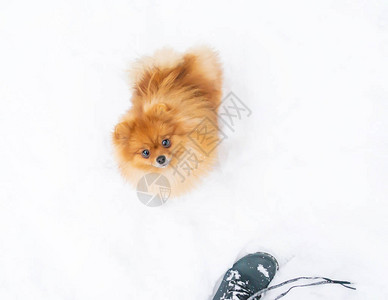 冬天在公园散步的PomeranianSpitz小狗如何保护你的宠物图片