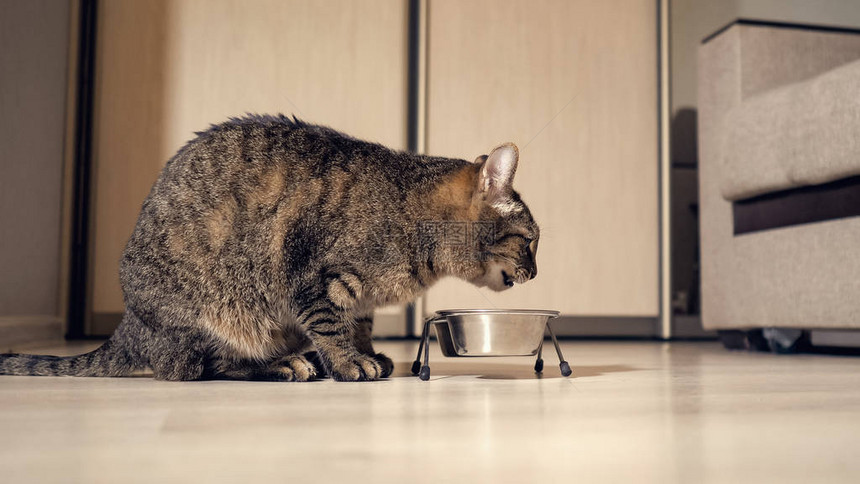 猫从碗里吃干食物图片