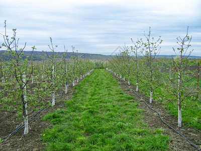 春天开花的苹果园苹果树图片