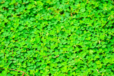 绿色花园绿树叶纹理背景环境Greeng图片