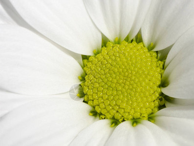 雏菊花的全景特写图片