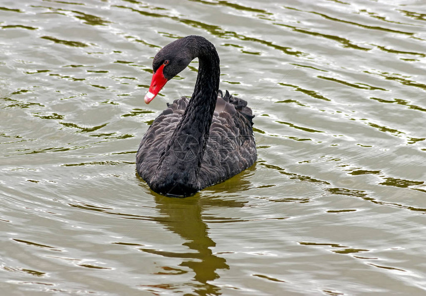 黑天鹅在池塘里游泳图片