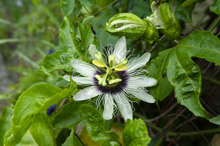 香草果花Passiflora背景图片