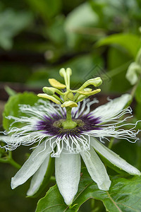 香草果花Passiflora背景图片