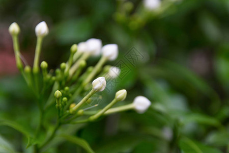 茉莉花白花图片