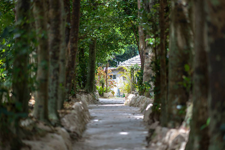 冲绳绿树成荫的街道图片