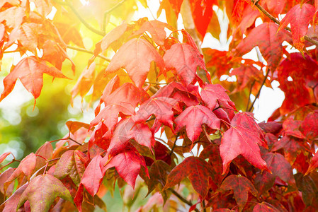 红枫叶在枫树五颜六色的季节秋天在森林叶子颜色变化风景视图自然Acer图片