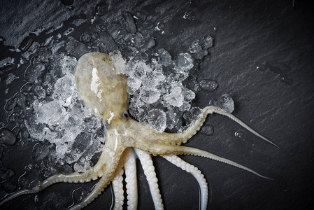 冰新鲜章鱼上海食鱿鱼图片