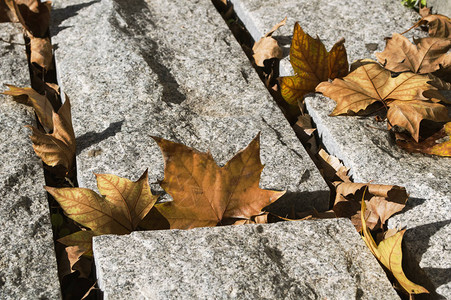 落下的枫叶在石路上图片