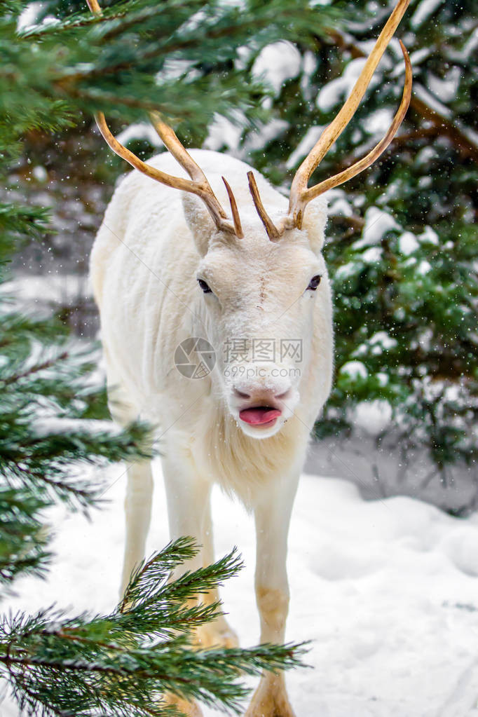 在俄罗斯松树林里可爱的非常有趣和快乐的白鹿滑稽地摇动着笑容露图片