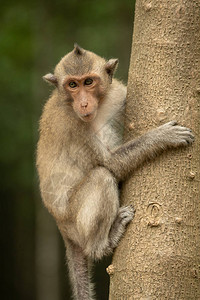 长尾猕猴紧贴树干图片