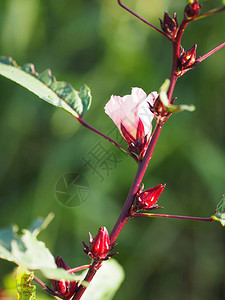 花园里的玫瑰红果花图片