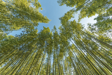 日本京都亚林山的青绿林中图片