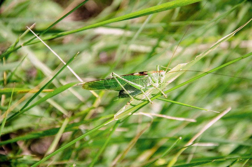 坐在绿草丛中的蝗虫特写图片