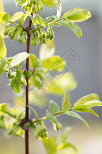 可食金银花春季开花朵特写图片