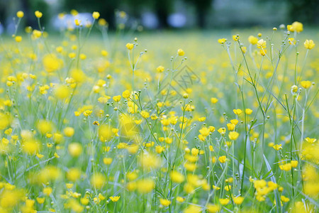春天盛开的黄色田野与花毛茛图片