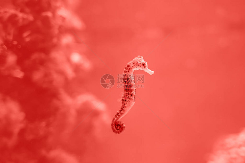 海马在海洋中游泳2019年的颜色潘通图片