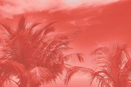 棕榈树顶端与天空相对的棕榈树颜色为20图片