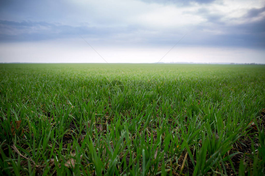 田间小麦的生长绿色农图片