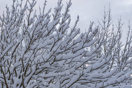 冬季有选择地集中整点的雪覆背景图片