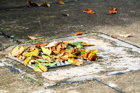 下大雨后叶子掉落排水区图片