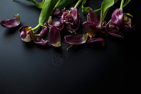 黑色背景上的一束枯萎的郁金香深色背景上落下的郁金香花瓣微距拍摄图片