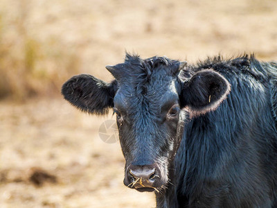 西班牙乡村的公牛图片