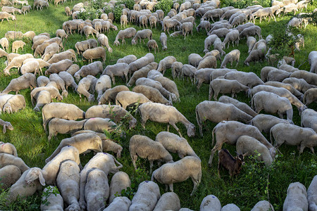田野里的羊群图片