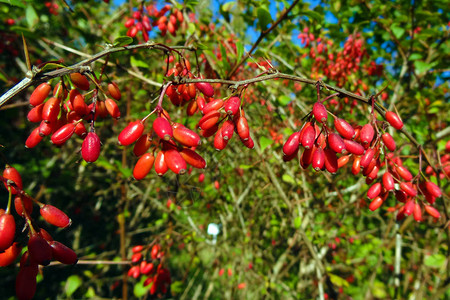 小檗红色浆果春天或夏天灌木上的红色小檗浆果绿色背景的图片