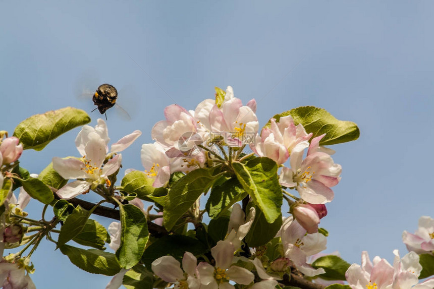 大黄蜂飞向开花的苹果树图片