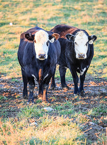 两头奶牛在肯塔基州中图片