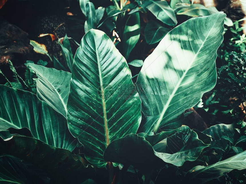 美丽的绿色热带树叶图片