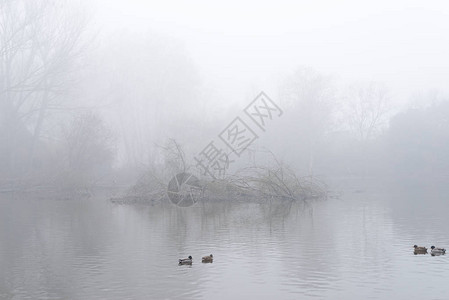 与早晨雾的冬天风景图片