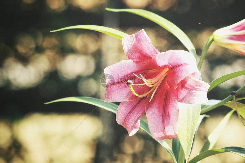 美丽的粉红色百合花图片