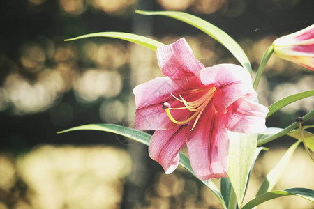 美丽的粉红色百合花图片