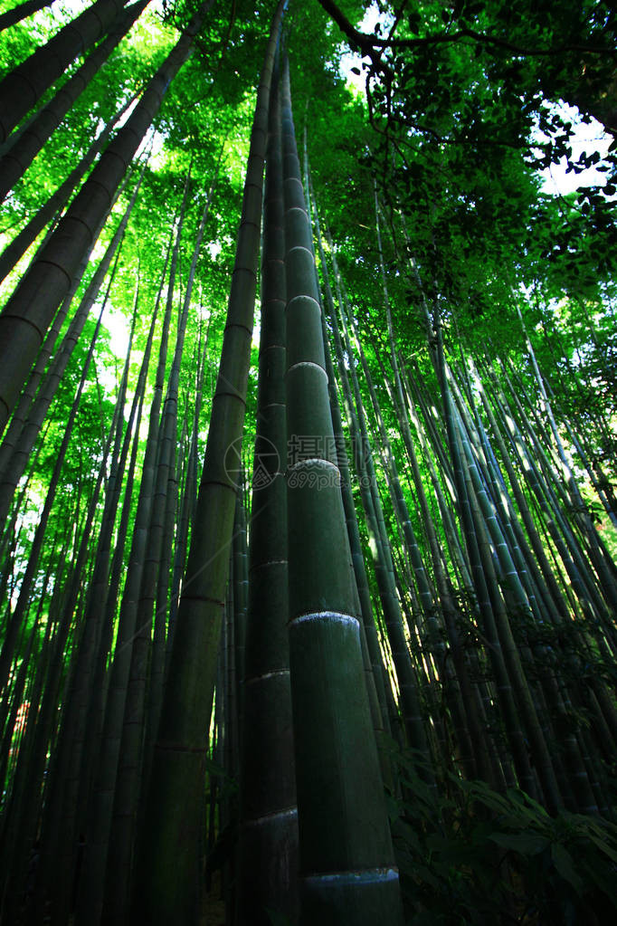 日本竹林花园景观图片