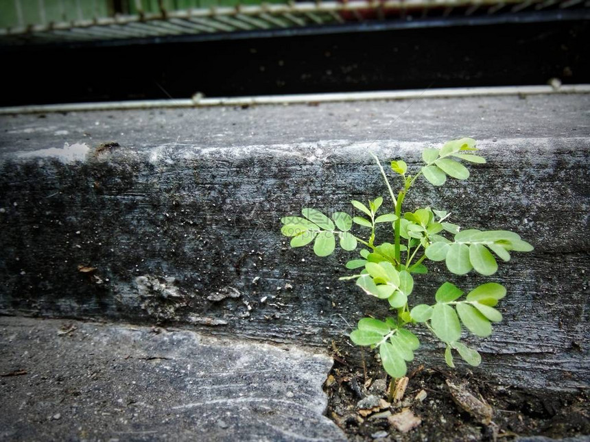 种植在地板图片