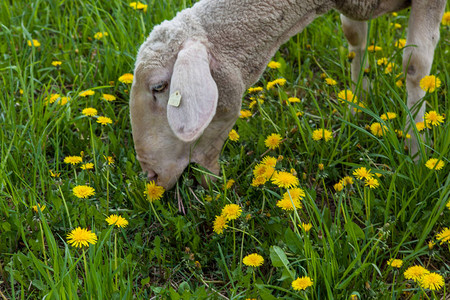 牧羊吃花朵图片