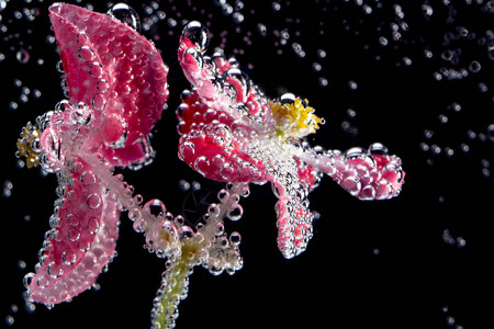 水下的粉红色花朵海棠图片