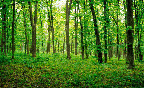 森林树木天然的绿图片