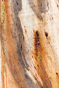 Eucalyptus树皮纹理多彩的图片