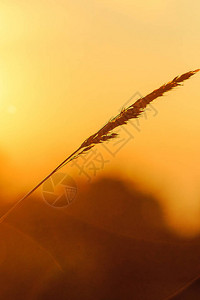 草和太阳的剪影图片